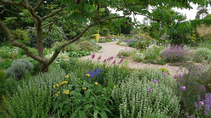 beth-chatto-gravel-garden-gladiolas-gardenista